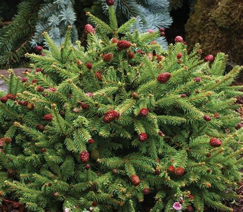 Pusch Dwarf Norway Spruce Johnsons Nursery Kb