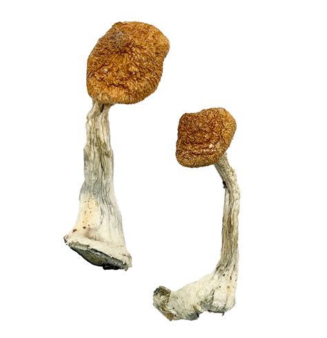 Buy Ghelga Magic Mushrooms Online Magic Mushroom Dispensary