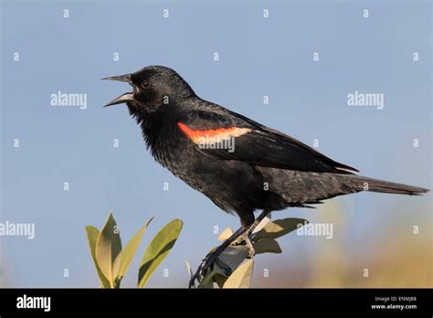 Male Red Winged Blackbird Agelaius Phoeniceus Singing Galveston