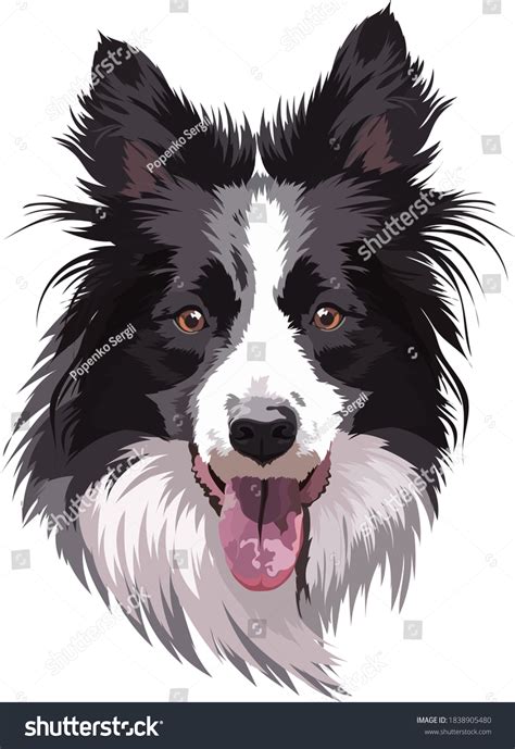 3,398 Collie Drawing Images, Stock Photos & Vectors | Shutterstock