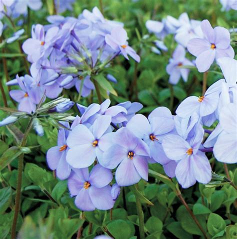 Phlox stolonifera 'Blue Ridge' - Van Berkum Nursery