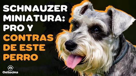 Son Inteligentes Los Schnauzers Miniatura