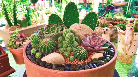 Cacti And Succulents Arrangement In Terracotta Pot Youtube