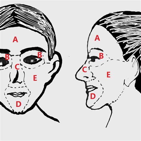 The Face Can Be Divided Into Five Main Parts Forehead Eyes Nose