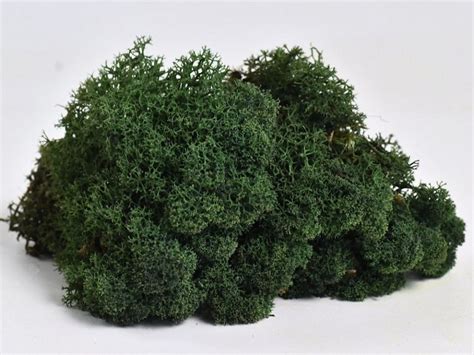 Doğal Liken Reindeer Moss Yosun 40 Gr Süs Bitkileri Ve Çiçekler