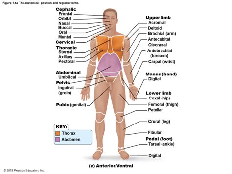 Anterior Body Landmarks Diagram Quizlet