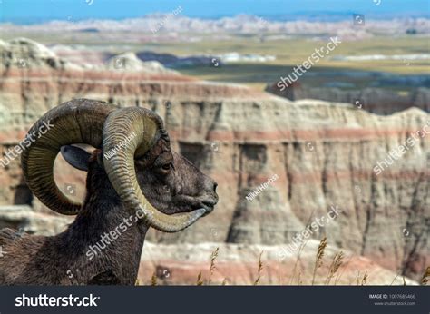 1,898 Badlands national park animals Images, Stock Photos & Vectors ...