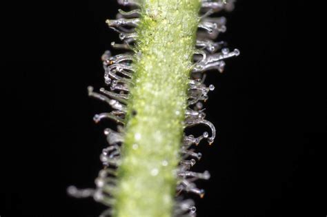 Stem Trichomes - Marijuana Seed Banks