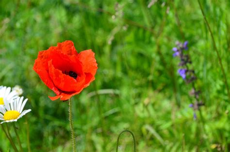 Mohn Blume Roter Rote Kostenloses Foto Auf Pixabay Pixabay