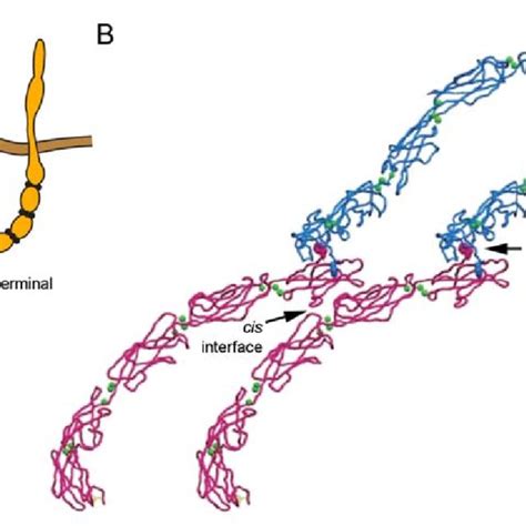 1 A Schematic Presentation Of The Formation Of Classical Cadherin