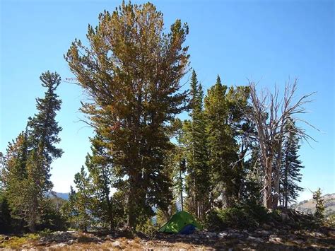 15 Types Of Pine Trees In California Southern And Northern