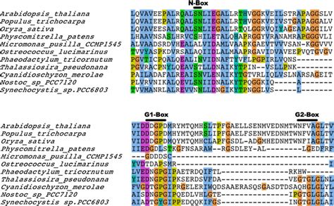 Conserved Sequence Features Of CA Domain Of CSK Sequence Alignment Of