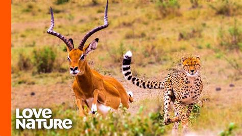 Antelope Running From Cheetah