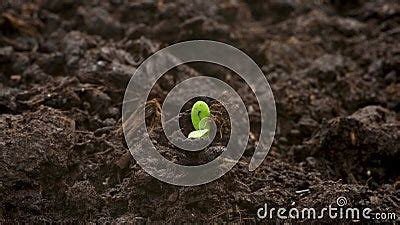 Spring Green Sprout Breaking Through On Brown Ground Extreme Close Up