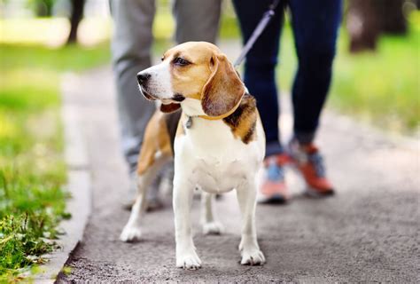 Best Dog Parks And Things To Do With Dogs In Westchester County