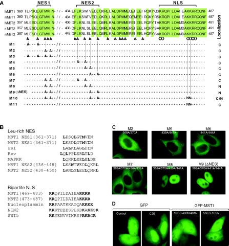 Phosphorylation And Dimerization Regulate Nucleocytoplasmic Shuttling