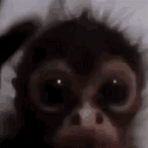 Monkey GIF - Monkey Monk Ey - Discover & Share GIFs