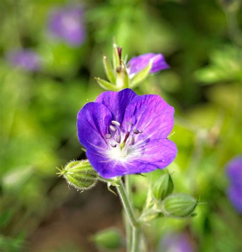 Geranium Sanguineum New Hampshire Purple Geranium Flickr