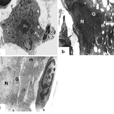 Electron micrographs showing thrombopoiesis in the head kidney of ...