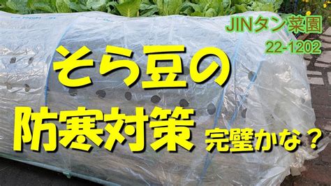 【そら豆の防寒対策】そら豆絹サヤエンドウの防寒対策は完璧かな？ Youtube