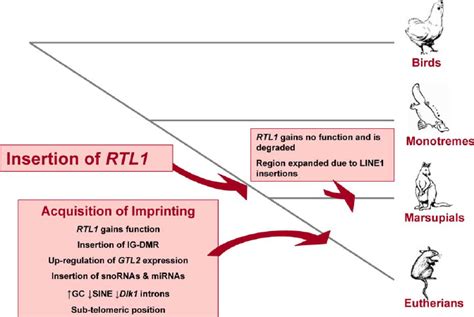 Evolution of the Dlk1-Dio3 Domain in Mammals. Schematic illustration of ...