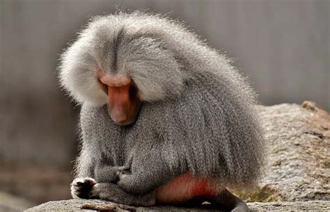 Colorful Baboon Ass