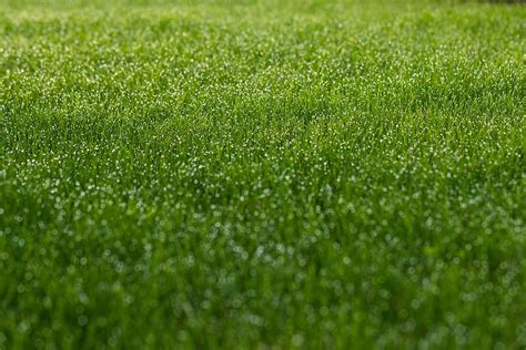 How to Care for Your Brand New Zoysia Sod Lawn | Green Grass Sod Farms