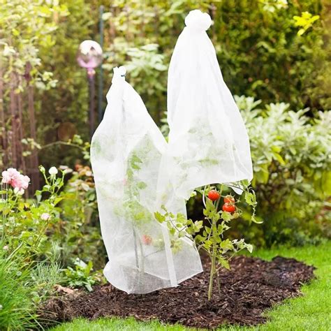 Conserver Un Pied De Tomate En Automne Et Si On Vous Livrait Nos