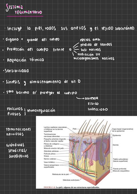 Solution Sistema Tegumentario Studypool