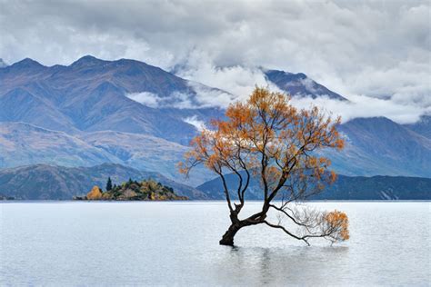 Wanaka Tree