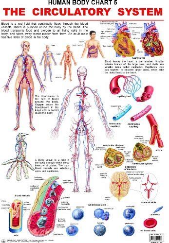 The Circulatory System By Dreamland Publications Goodreads