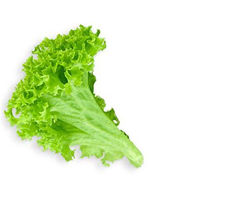 Lettuce Leaf Transparent PNG StickPNG