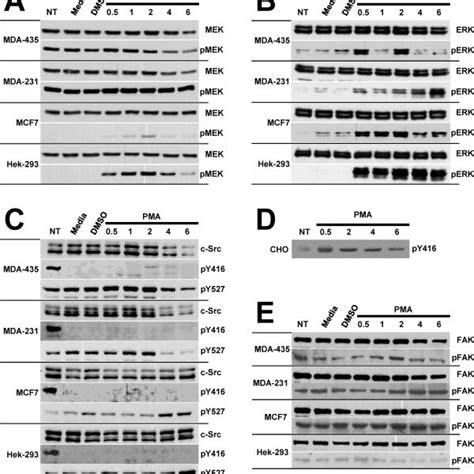 Integrin Expression By Breast Cancer And Hek 293 Cells A Flow