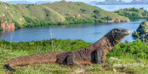 Menjelajah Pulau Komodo Surga Sang Naga Purba