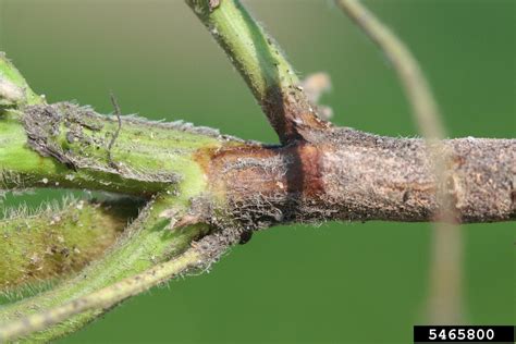 Root And Stem Rot Phytophthora Sojae