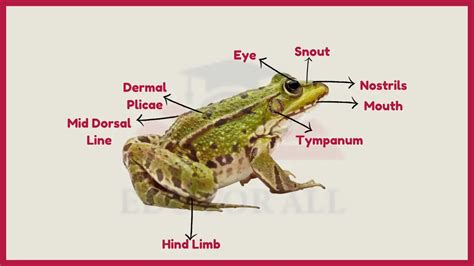 Amphibians-Evolution, Charectristics, Classification, Adaptations, Life ...