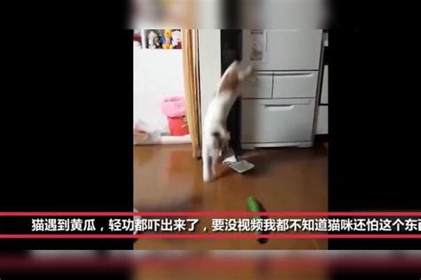 猫遇到黄瓜，轻功都吓出来了，要没这视频记录下我都不敢相信！黄瓜视频