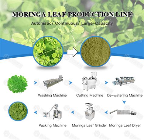 How To Make Moringa Leaf Powder Moringa Leaf Powder Processing Flow