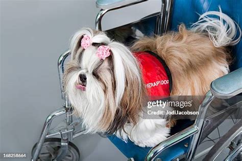 63 Shih Tzu Bow Stock Photos High Res Pictures And Images Getty Images