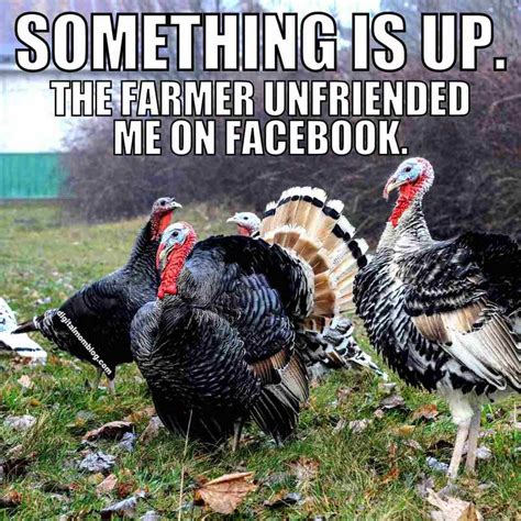 50+ Thanksgiving Turkey Memes Free Download 2024 - QuotesProject.Com