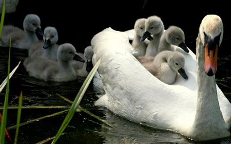 Swan And Her Cygnets Image Abyss