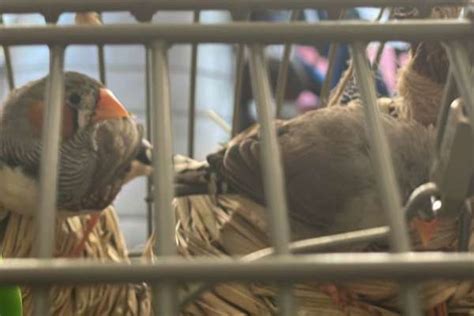 Zebra Finch