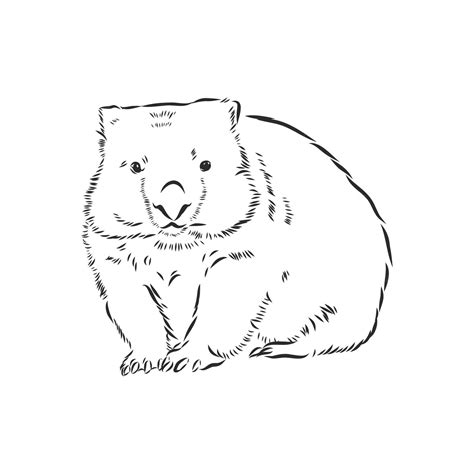 Premium Vector Illustratuin With Wombat Sketch Isolated On White