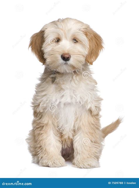 Tibetan Terrier Stock Image | CartoonDealer.com #3732823