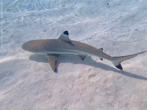 Carcharhinus Melanopterus Blacktip Reef Shark Artofit