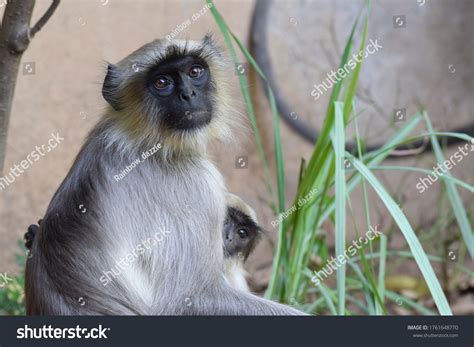 Langoor Langur Monkey India Close Face Stock Photo 1761648770 ...