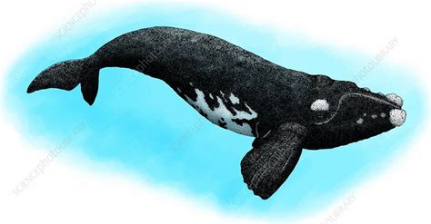 Southern Right Whale Illustration Stock Image C Science