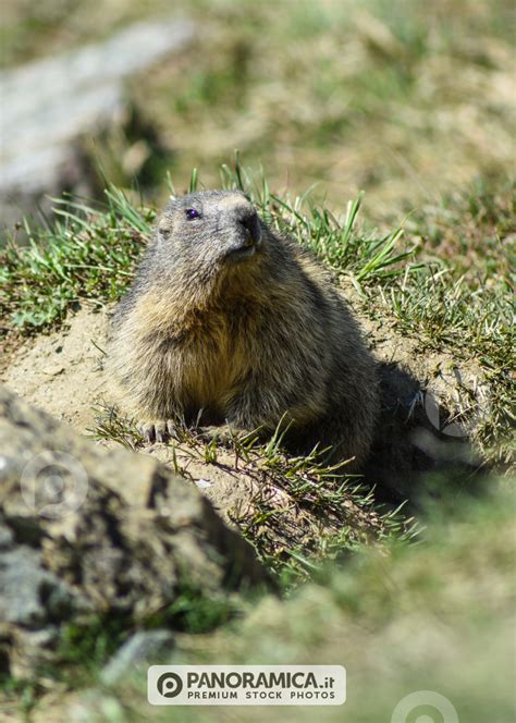 Parco Nazionale Del Gran Paradiso Animali Panoramicait Premium