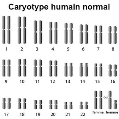 Formule Chromosomique UE9 BDR Embryo Tutorat Associatif Toulousain