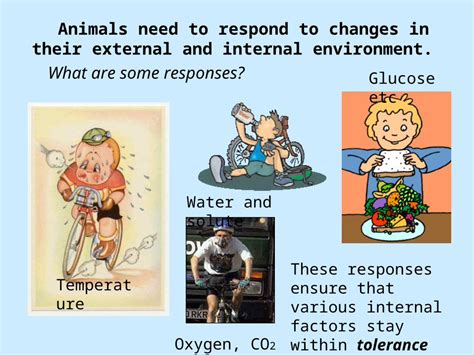 animals   respond     external  internal